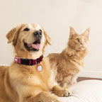 Pet Cats And Dogs Brand Name Anti-loss Card Two-dimensional Code ID Card by My Store