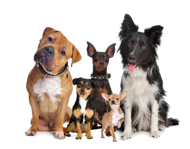 Pet Wireless Trainer And Bark Stop Device by My Store
