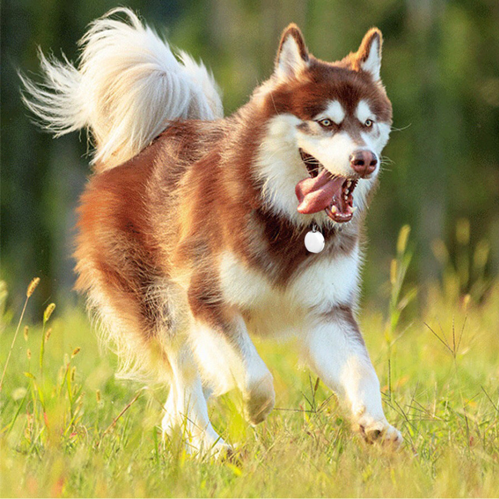 Pet mini GPS locator by My Store