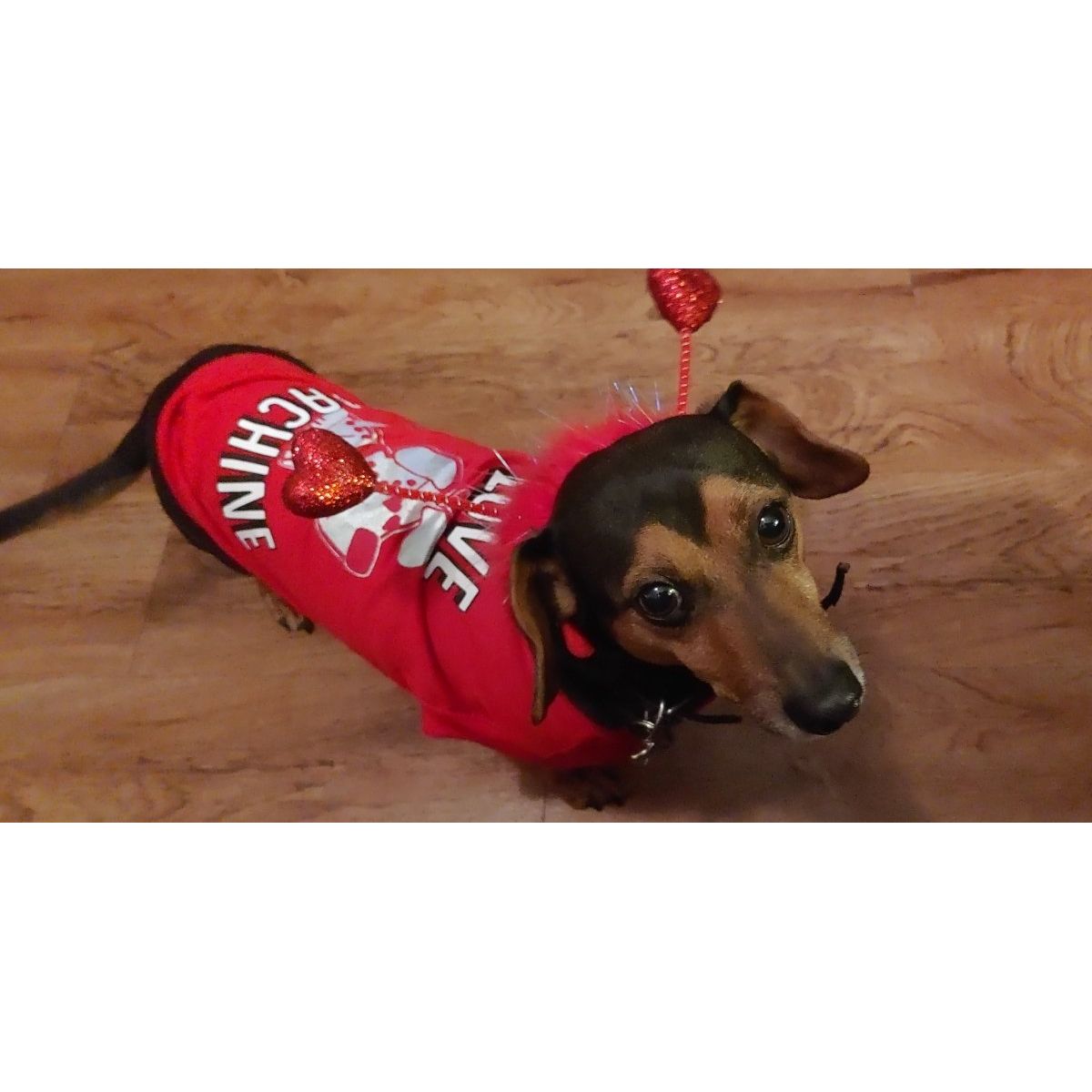 Pet Red Heart Boppers - worldclasscostumes