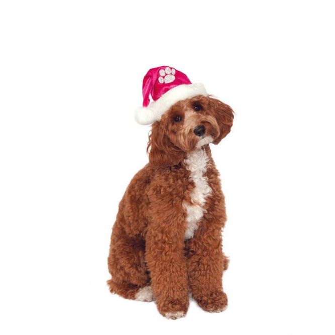 Rubies Pink Santa Hat Pet Costume Accessory - worldclasscostumes